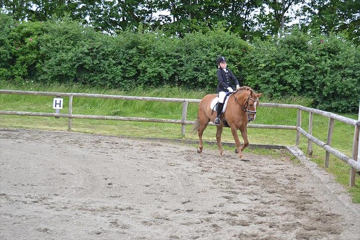 Anden særlig race Egeballes Rafael (Ralle) billede 11