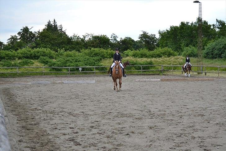 Anden særlig race Egeballes Rafael (Ralle) billede 13