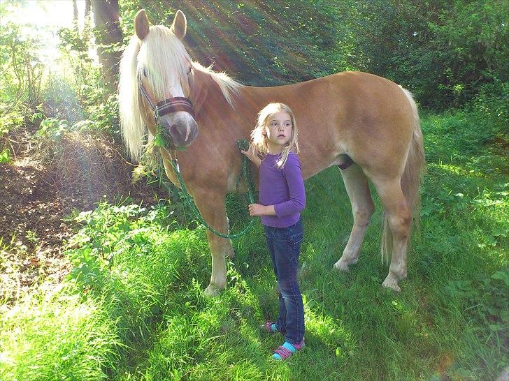 Tyroler Haflinger | Arkibal RIP - 10 Juni 2011: Arkibal på græs tur. billede 4