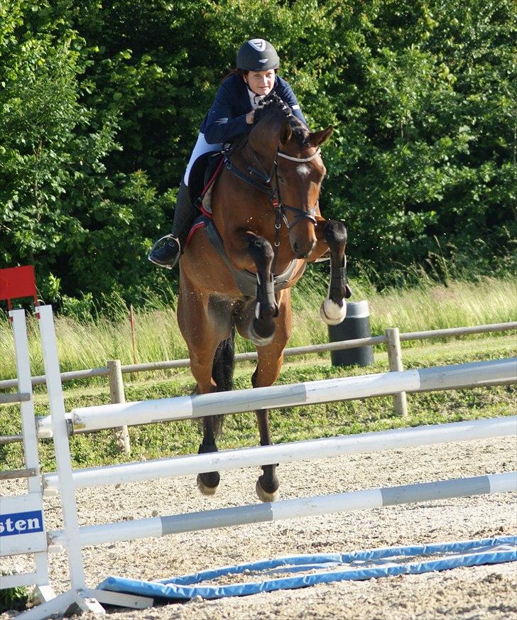 Dansk Varmblod Gørklintgårds Sandor - Gørklintgårds Sandor! U-LB, Middelfart c-stævne, juni 2011. billede 15