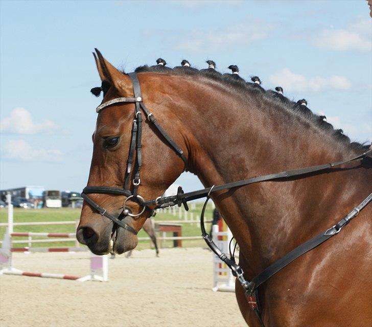 Dansk Varmblod Gørklintgårds Sandor - Lækkermås! billede 7