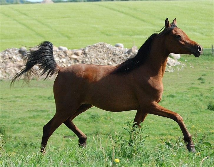 Arabisk fuldblod (OX) Magic Emira - Foto Camilla AC Arabians billede 12