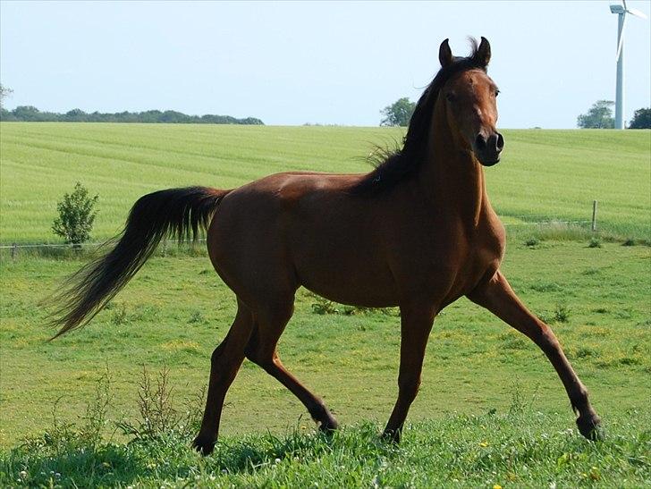 Arabisk fuldblod (OX) Magic Emira - Foto Camilla AC Arabians billede 13