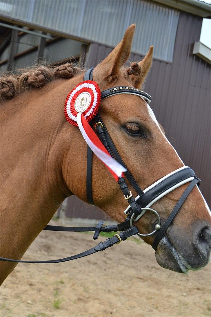 Anden særlig race Egeballes Rafael (Ralle) billede 14