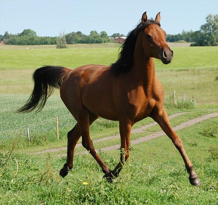 Arabisk fuldblod (OX) Magic Emira - Foto Camilla AC Arabians billede 14