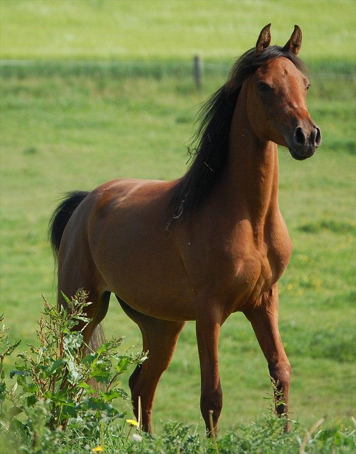 Arabisk fuldblod (OX) Magic Emira - Foto Camilla AC Arabians billede 15