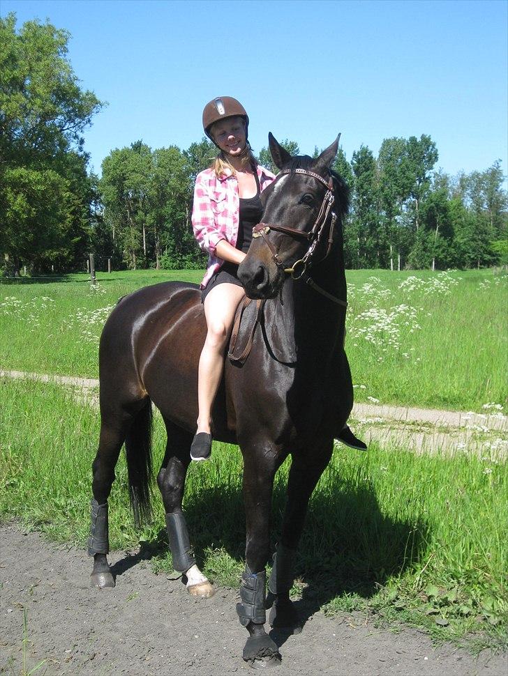 Dansk Varmblod Ajour <3 *Passer :D billede 8