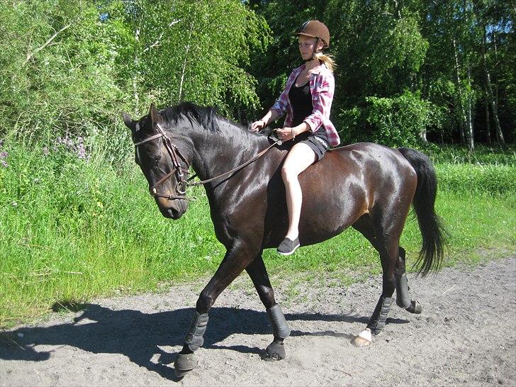 Dansk Varmblod Ajour <3 *Passer :D billede 10