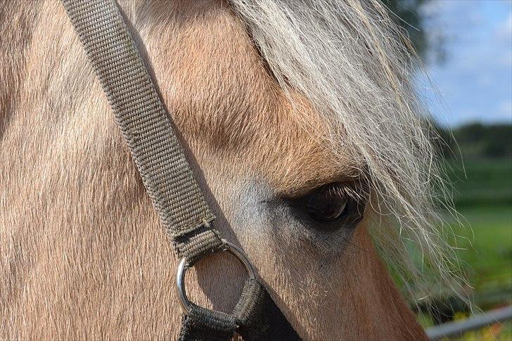 Fjordhest Bredekærgårds Tea R.I.P - Foto: Mig, m. mit Nikon D3100 billede 5