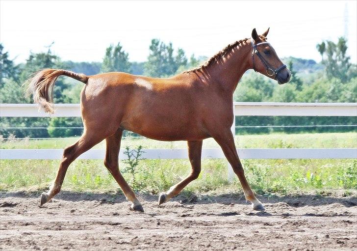 Palomino Argento<3 (rød) billede 15