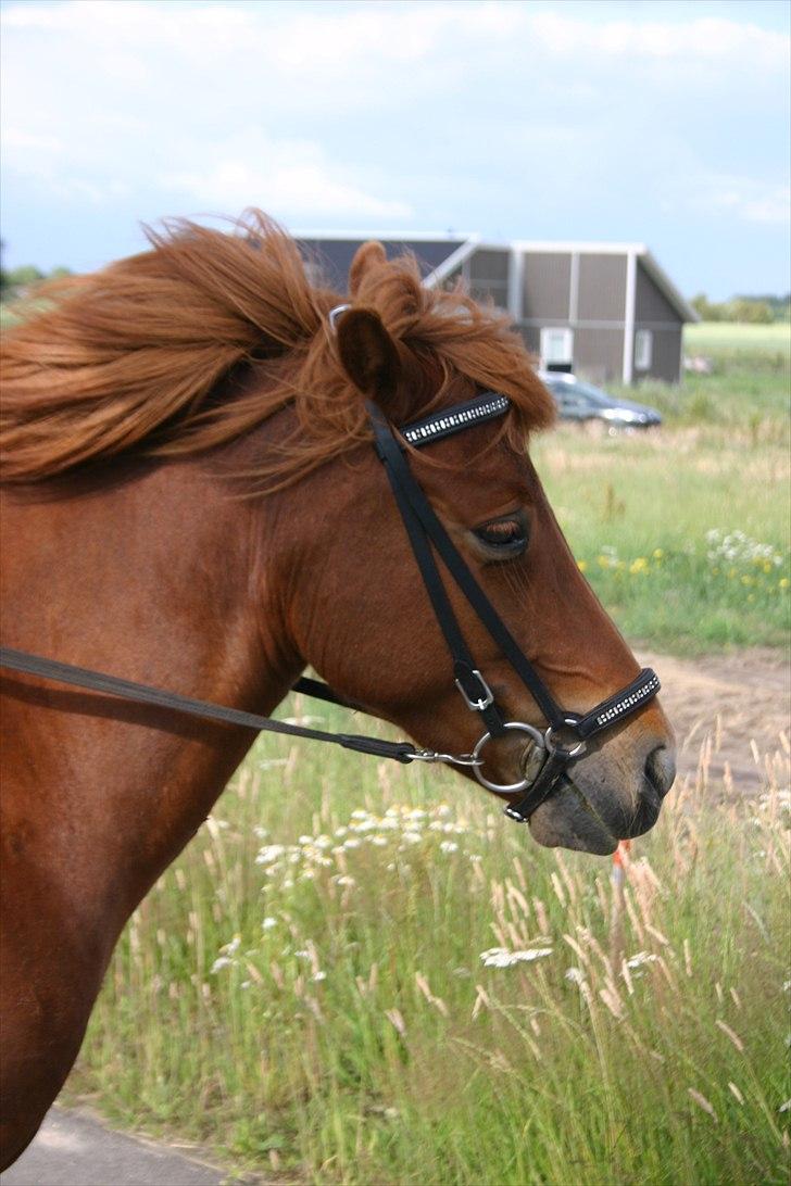 Islænder Hremsa Fra Vinkærgård <3 billede 11