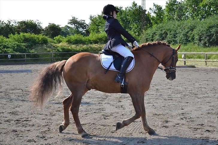 Anden særlig race Egeballes Rafael (Ralle) billede 15