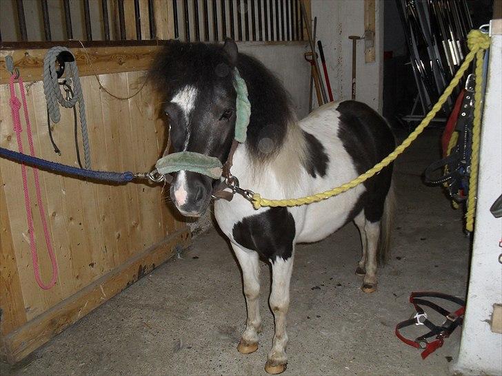 Shetlænder Haagenbjerg's Sif - Velkommen til sifs profil billede 1