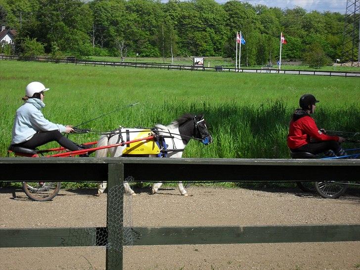 Shetlænder Haagenbjerg's Sif - køre dag(: på travbanen billede 2