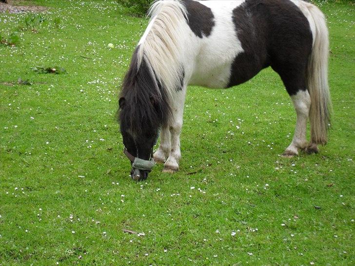 Shetlænder Haagenbjerg's Sif billede 3