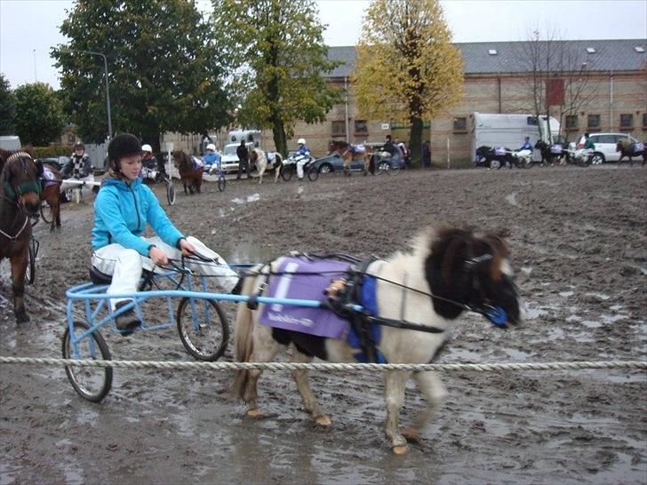 Shetlænder Haagenbjerg's Sif billede 4