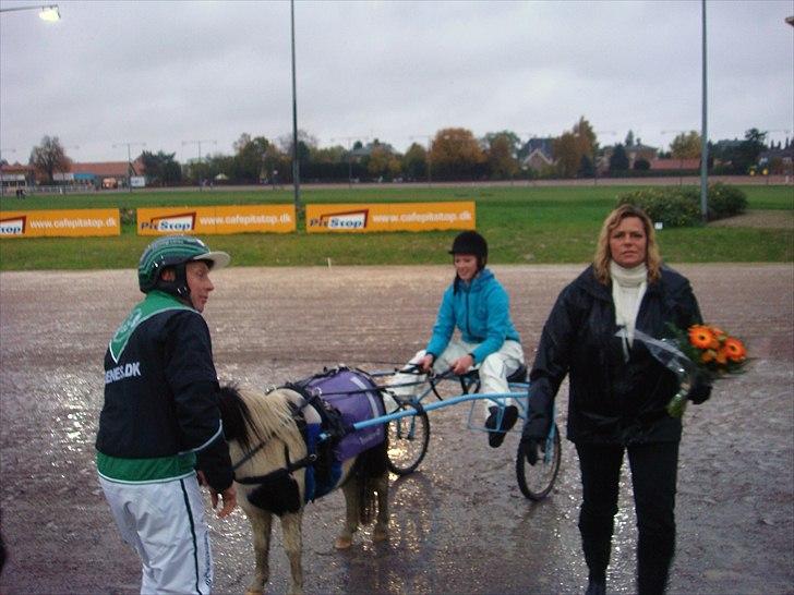 Shetlænder Haagenbjerg's Sif - på Lunden  og køre billede 5