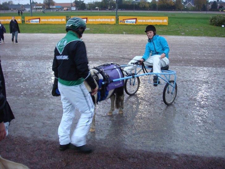 Shetlænder Haagenbjerg's Sif billede 6