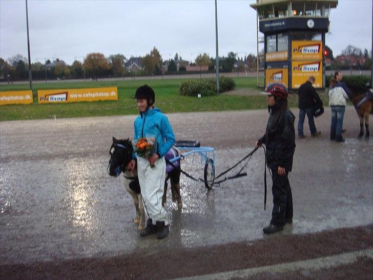 Shetlænder Haagenbjerg's Sif billede 7