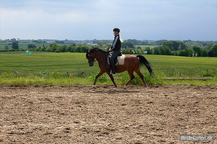 DSP Astaróla - HALV A-PONY billede 16