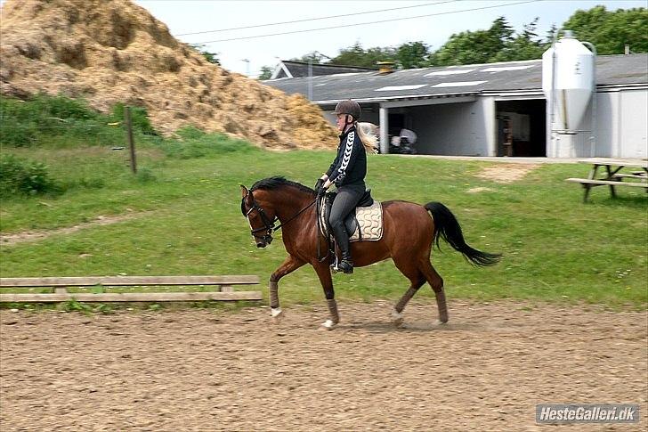 DSP Astaróla - HALV A-PONY billede 17