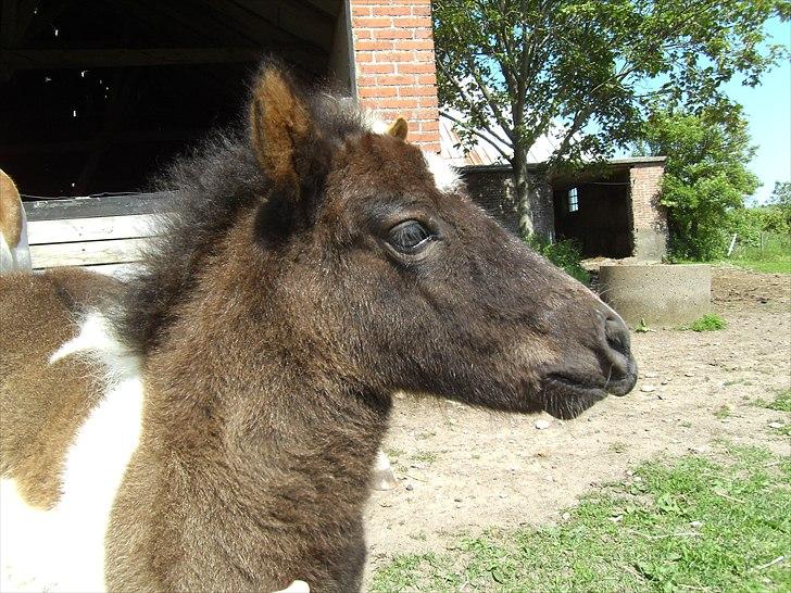 Shetlænder Celine billede 13