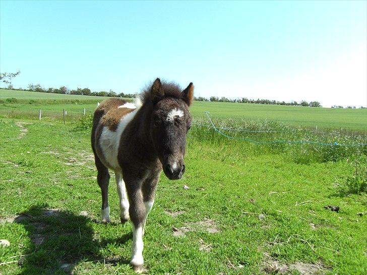 Shetlænder Celine billede 18