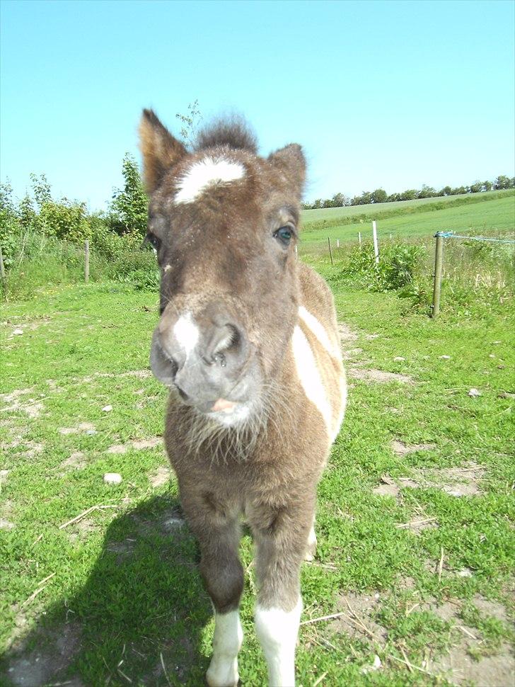 Shetlænder Celine billede 19