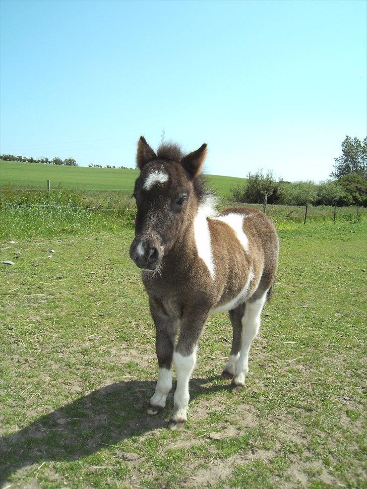 Shetlænder Celine billede 20
