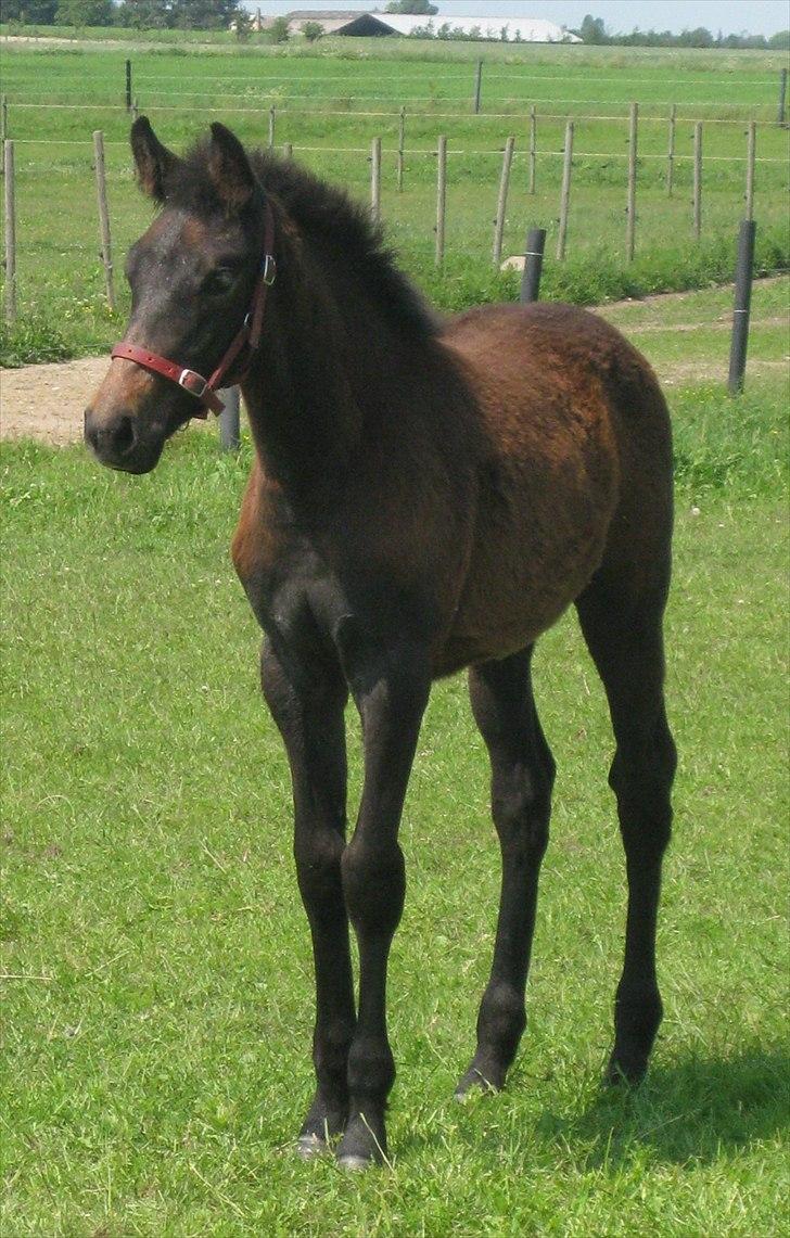 Holstener Cassie Gørtz - d. 11/06 - 2011 Dagen hvor hun officielt blev min, kontrakten blev underskrevet. billede 9