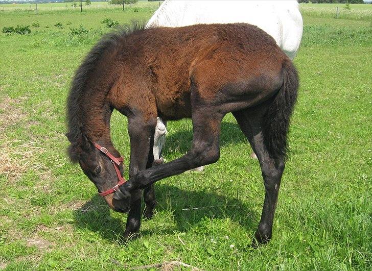 Holstener Cassie Gørtz - d. 11/06 - 2011 Det klør!! billede 3