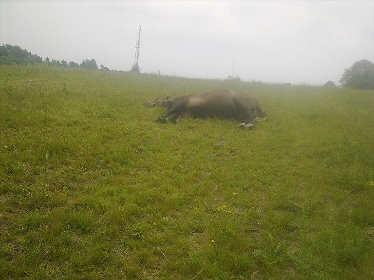 Anden særlig race  flik flak - her ligger romeo og sover er helt sikker på min dreng er død så total hys mor der vækker sin drenge billede 10
