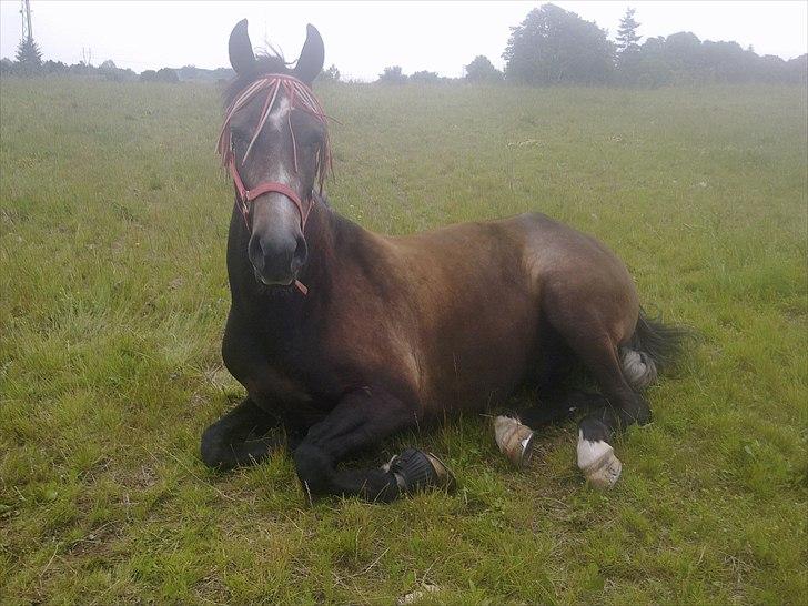 Anden særlig race  flik flak - en meget forviret rome er lige vækken af men meget hys mor men han godt lige ha ørene fremme billede 11