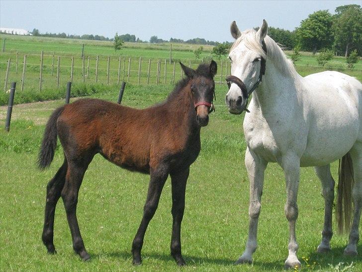 Holstener Cassie Gørtz - d. 11/06 - 2011 Cassie & Moar(Kyra) billede 6