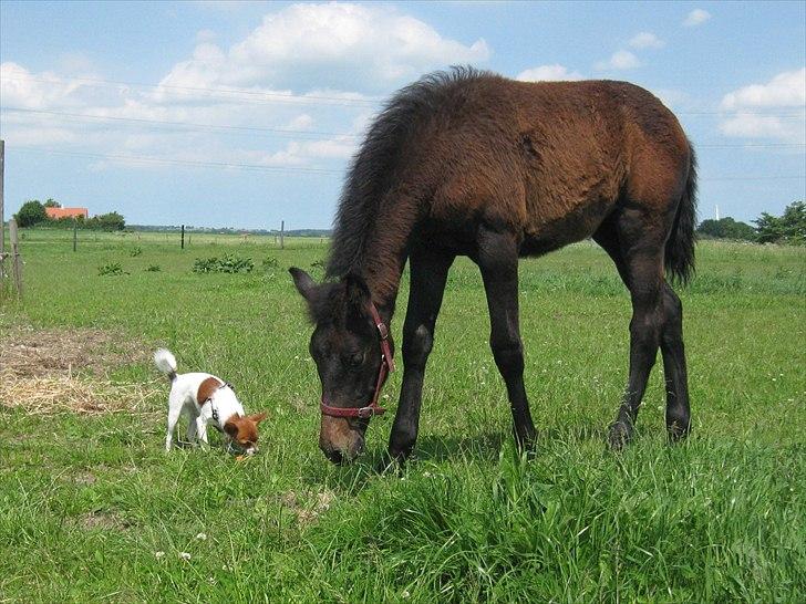 Holstener Cassie Gørtz - d. . 11/06 - 2011 Cassie, 2 mdr og min lille hund Poe. billede 10