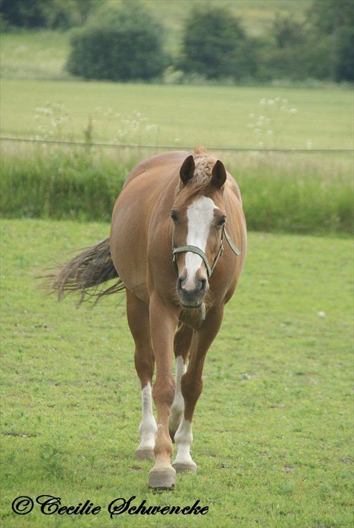 Welsh Partbred (Sec F) Liezelshof Benji - R.I.P - "I asked God for a flower, he gave me a bouquet, i asked God for a minute, he gave me a day, I asked God for true love, he gave me that too, asked for an angel, and he gave me you!" billede 7