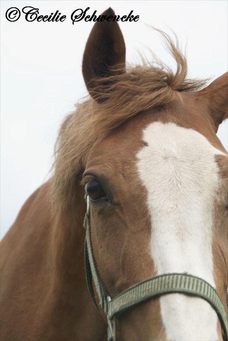 Welsh Partbred (Sec F) Liezelshof Benji - R.I.P - "Side by side or miles apart, you are always close to my heart." billede 1