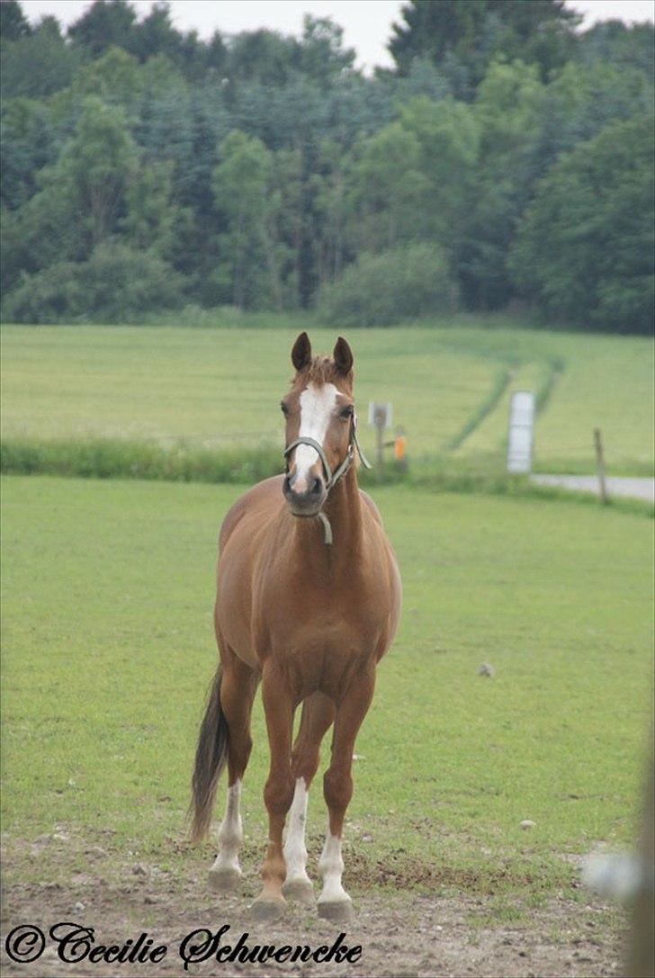 Welsh Partbred (Sec F) Liezelshof Benji - R.I.P - "Min hest er mit spejl, som uforfalsket gengiver mine dårlige og gode luner. Se din hest i øjnene og lad dig ikke skræmme af sandheden." billede 6