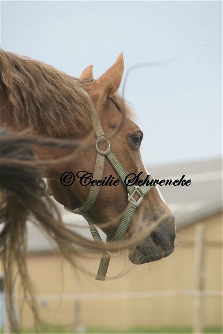 Welsh Partbred (Sec F) Liezelshof Benji - R.I.P - "My love for you is a journey; starting at forever, and ending at never!" billede 2