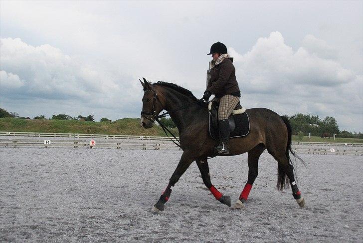 Dansk Varmblod Goodwill Future  billede 13