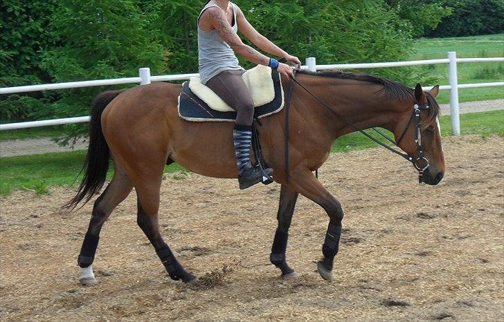 Fuldblod (XX) Perfectionist *R.I.P* billede 19