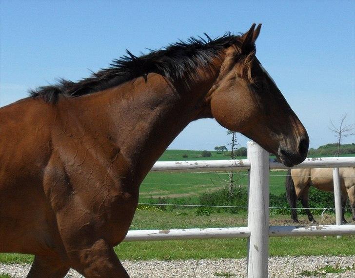 Fuldblod (XX) Perfectionist *R.I.P* billede 20