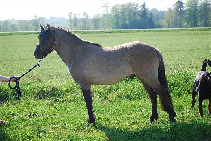 Anden særlig race Luffe  - April 2011 billede 2