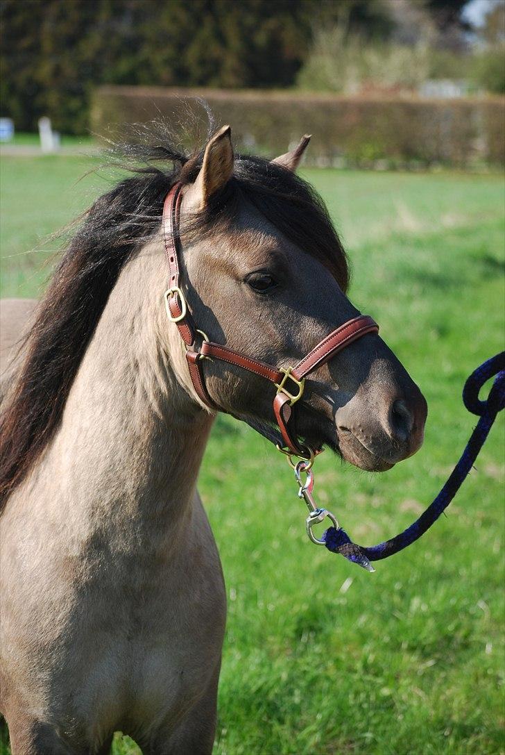 Anden særlig race Luffe  billede 12