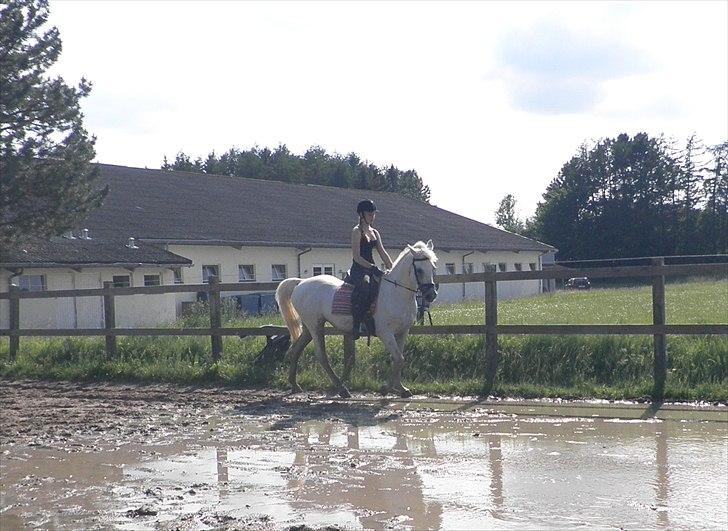 Anden særlig race lady pop *prinsessen* - når min pony vil :P foto: charlotte :P billede 14