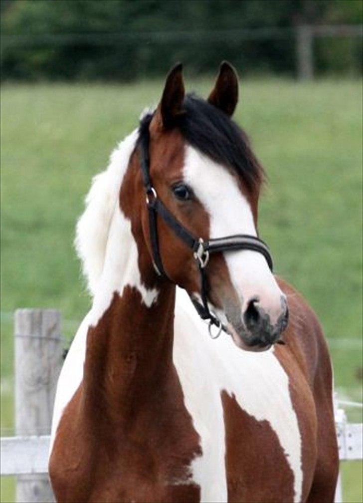 Pinto Quintano billede 1