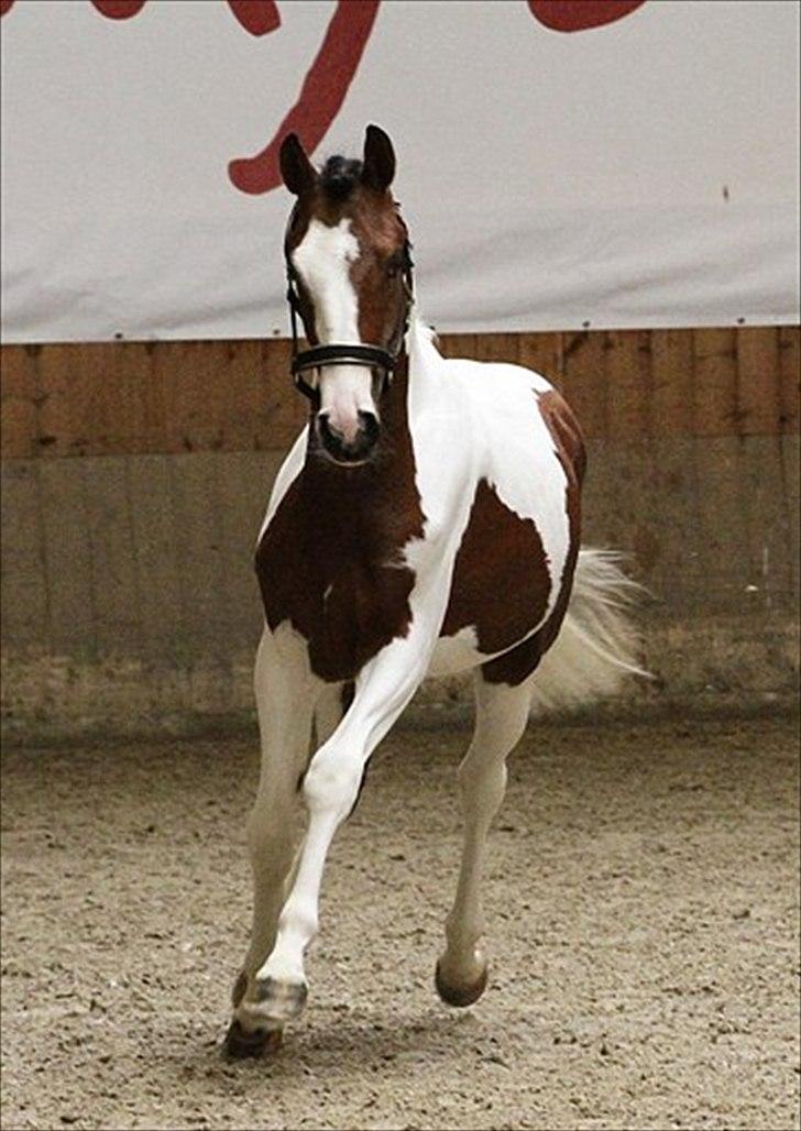 Pinto Quintano billede 2