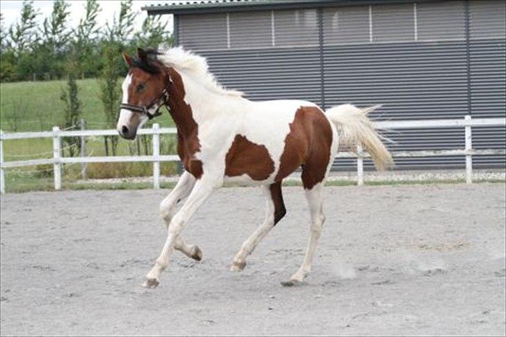 Pinto Quintano billede 3