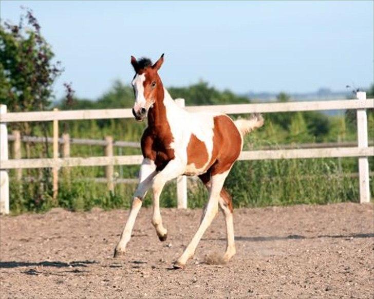 Pinto Quintano billede 4