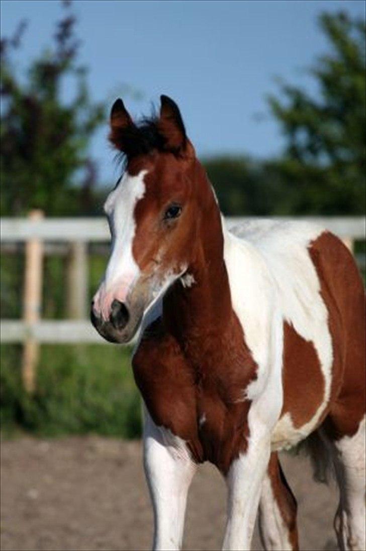 Pinto Quintano billede 5